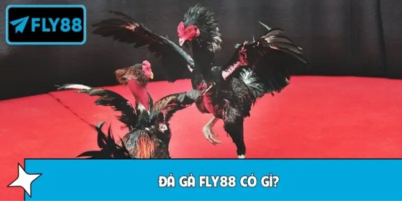 Đá gà FLY88 có gì?